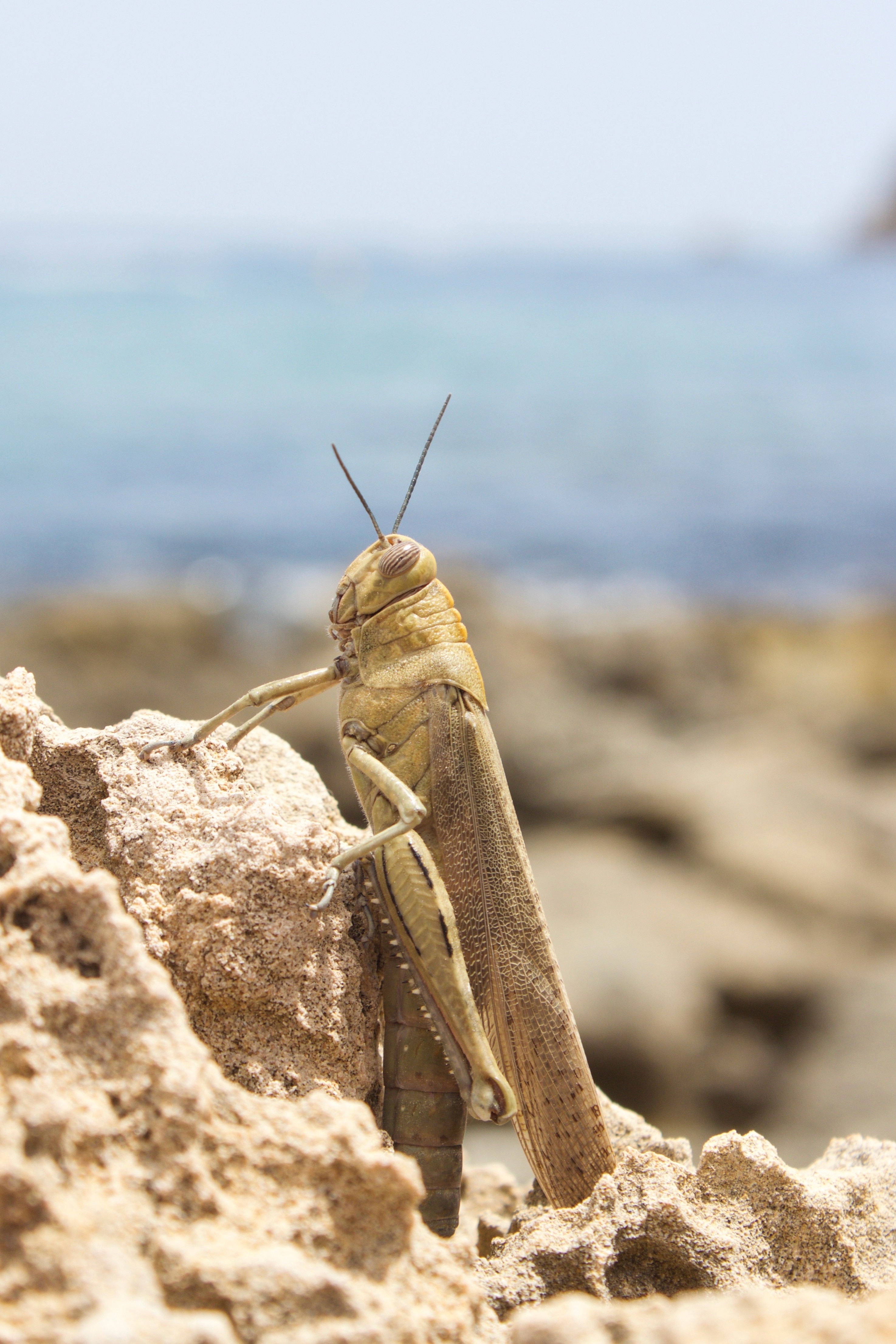 Beach, Insect, Locust, Spain, one animal, animal wildlife