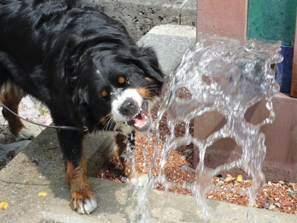 black and mahogany medium coated dog drinking water preview