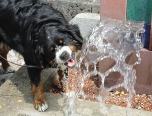 black and mahogany medium coated dog drinking water thumbnail