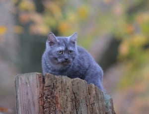 gray short coated cat thumbnail