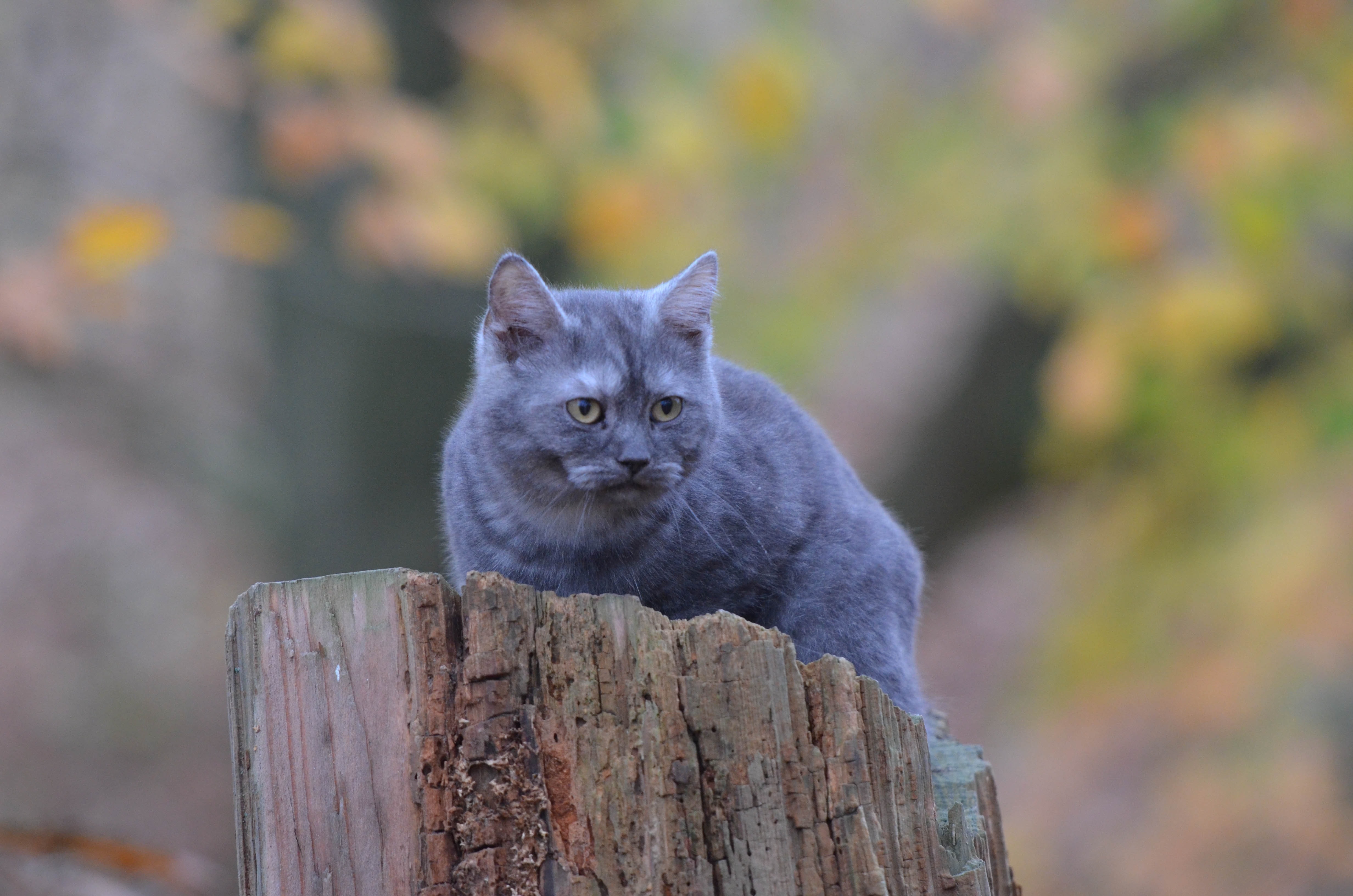 gray short coated cat