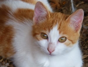 white and orange tabby cat thumbnail