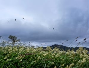 white petaled flower field with grasses with birds on top under white clouds thumbnail