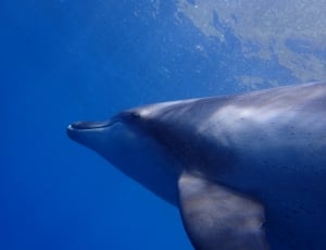 dolphin  by water photo thumbnail