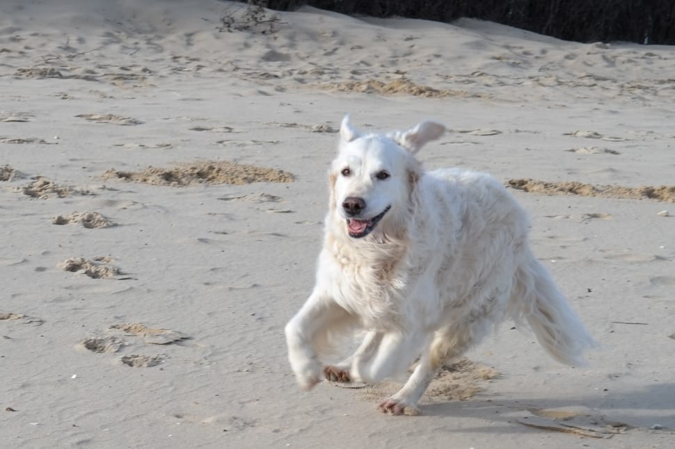 medium size white short coat dog running on fine sand preview