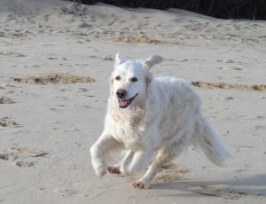 medium size white short coat dog running on fine sand thumbnail