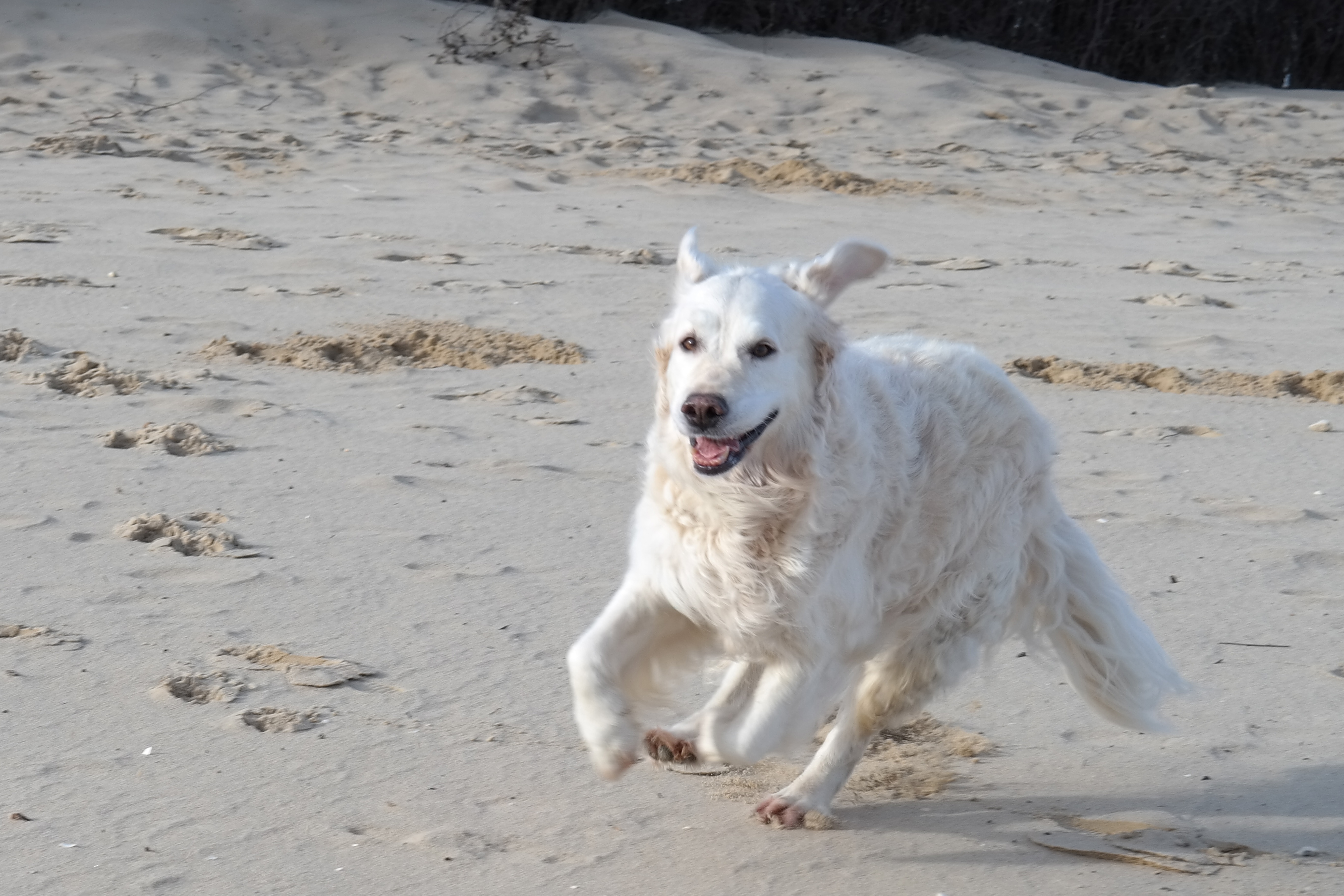 medium size white short coat dog running on fine sand