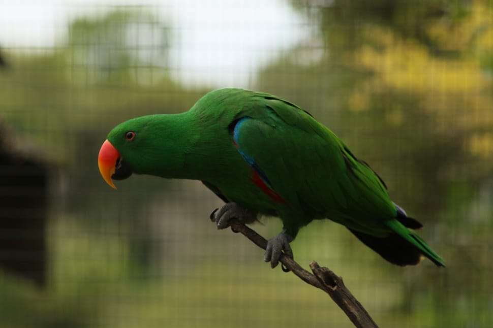 Parrot, Beak, Feathered, Bird, Colourful, one animal, animal themes preview