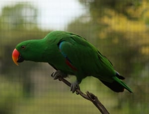 Parrot, Beak, Feathered, Bird, Colourful, one animal, animal themes thumbnail