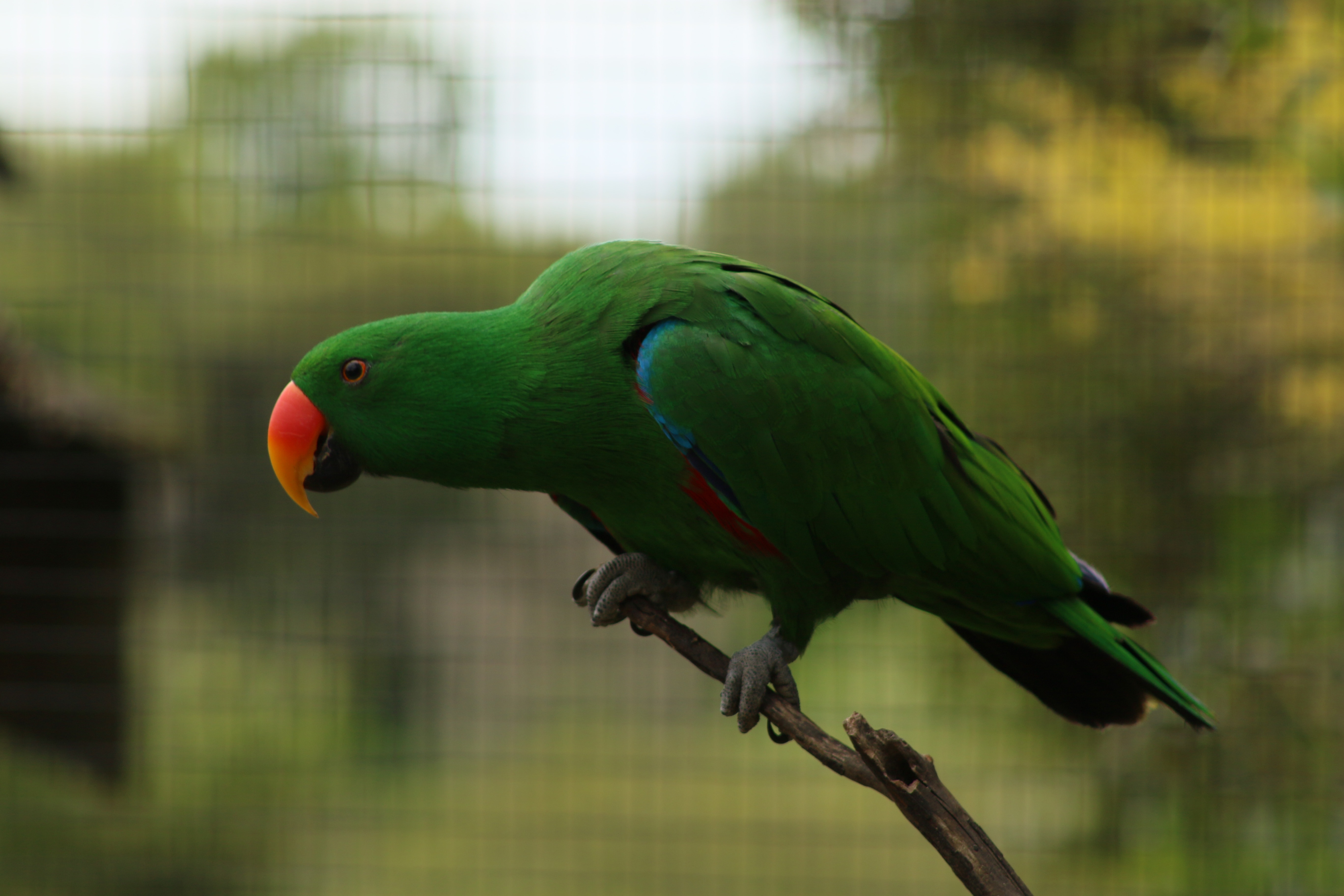 Parrot, Beak, Feathered, Bird, Colourful, one animal, animal themes
