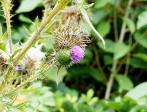 green leafed brown green and purple petaled flowering plant thumbnail
