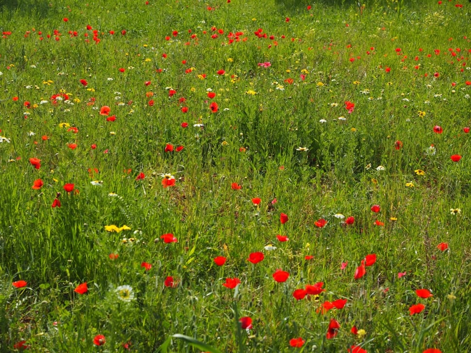 Poppy Flower, Poppy Meadow, Poppy, grass, flower preview