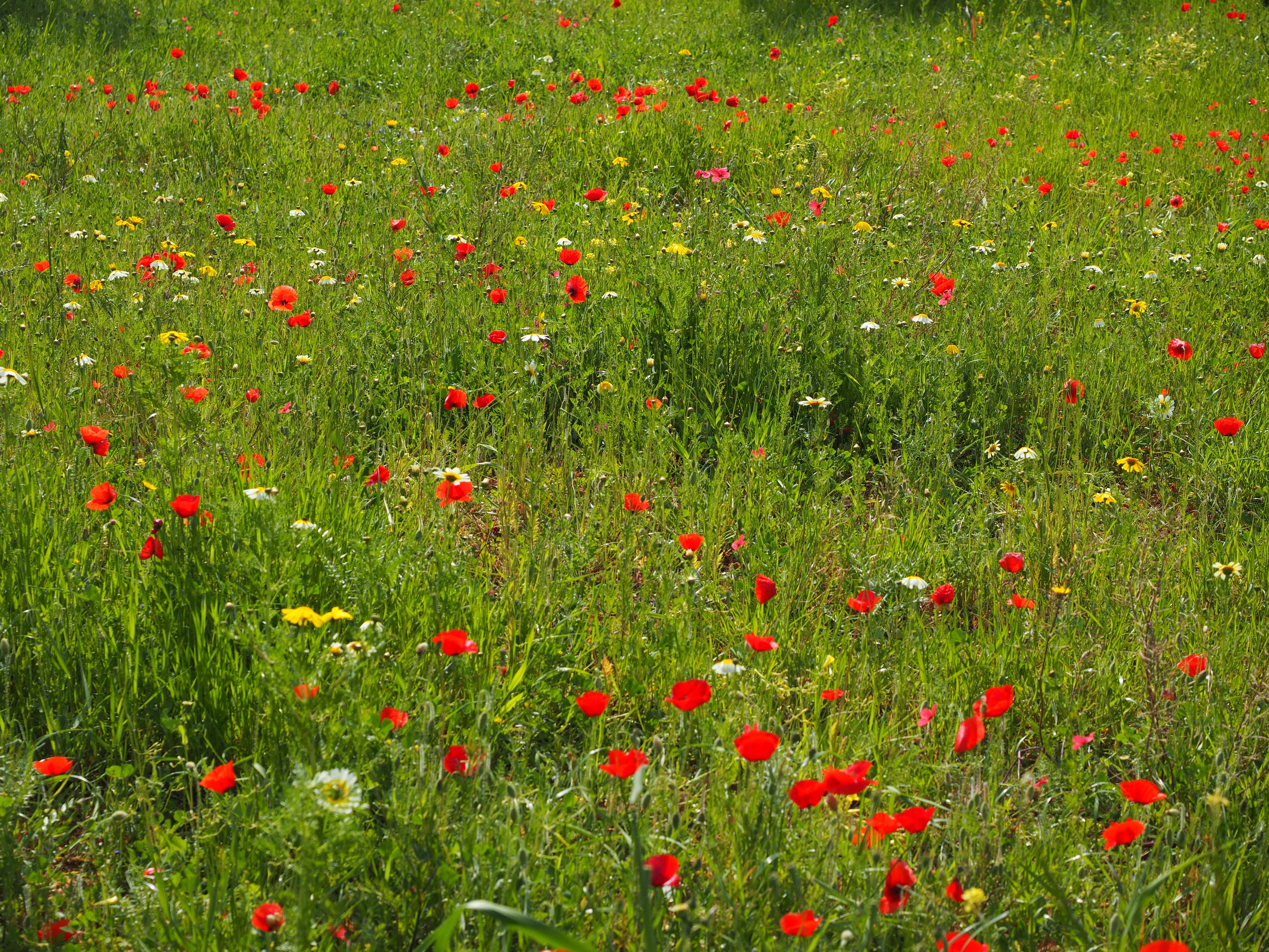 Poppy Flower, Poppy Meadow, Poppy, grass, flower