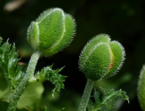 two green leafed plants thumbnail