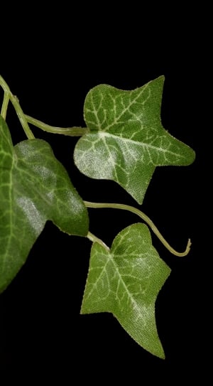 green leafs thumbnail