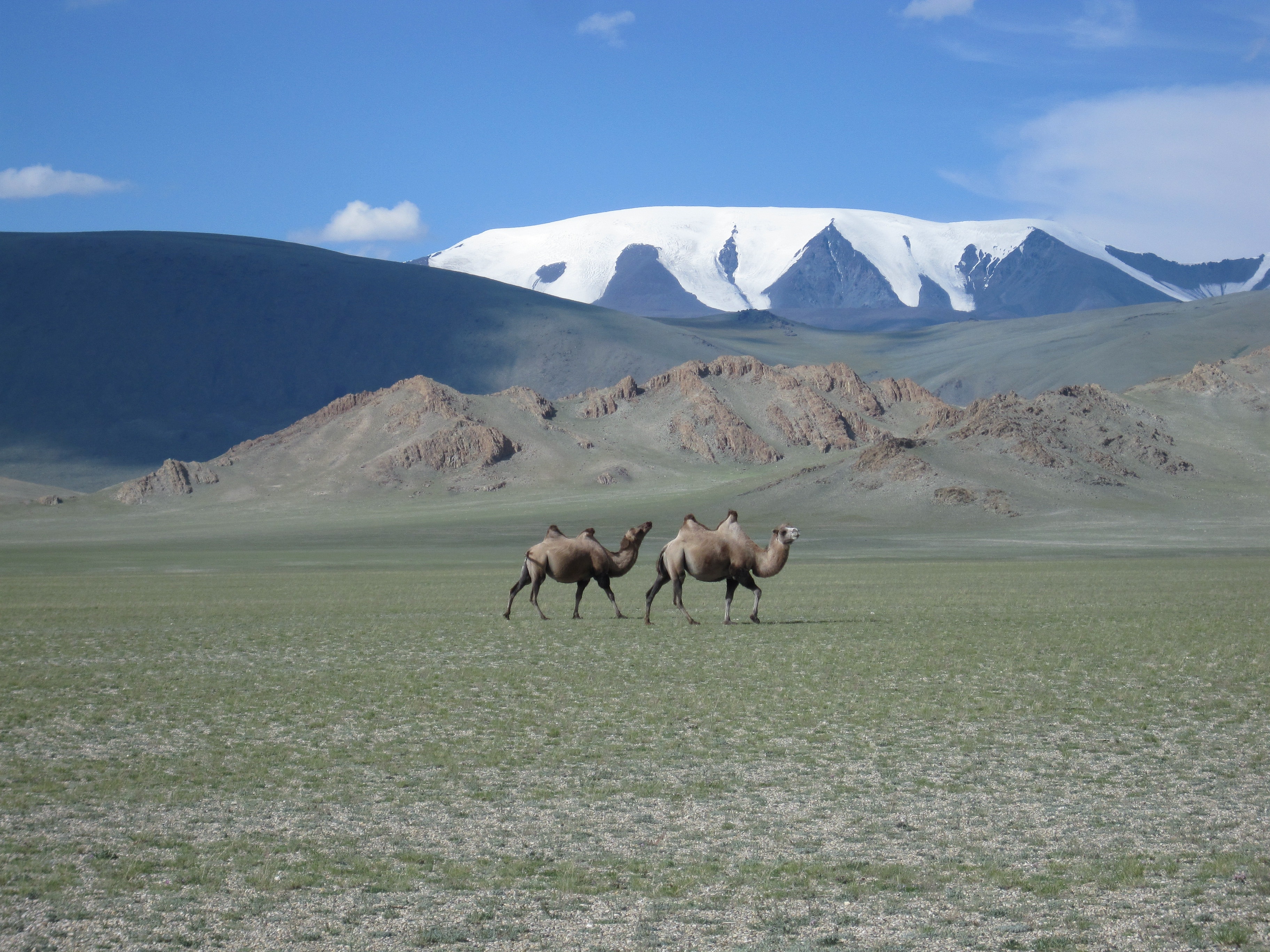 Верблюд в тундре. Степи Монголии. Тараат Монголия. Степи и горы Монголии. Пустынный ландшафт Монголии.