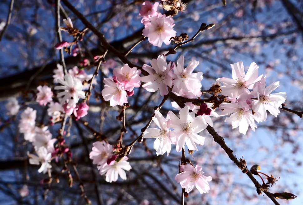 Pink, Sky, White, Blue, Spring, Flowers, flower, cherry blossom preview