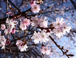 Pink, Sky, White, Blue, Spring, Flowers, flower, cherry blossom thumbnail