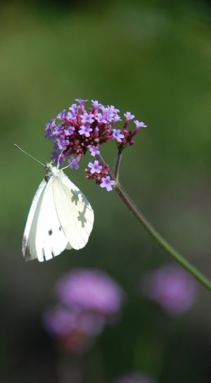 white butterfly thumbnail
