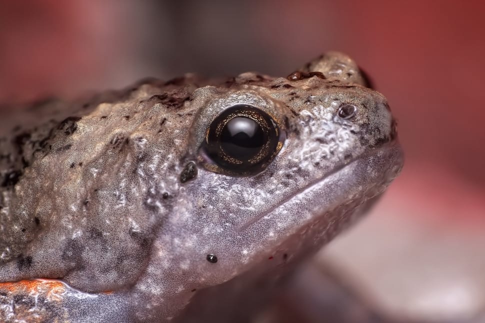 brown white and gray frog preview