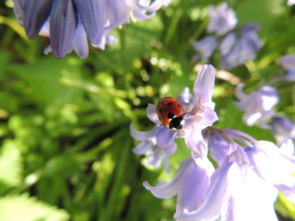 Ladybird, Flower, Nature, Ladybug, insect, flower preview