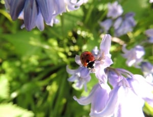 Ladybird, Flower, Nature, Ladybug, insect, flower thumbnail