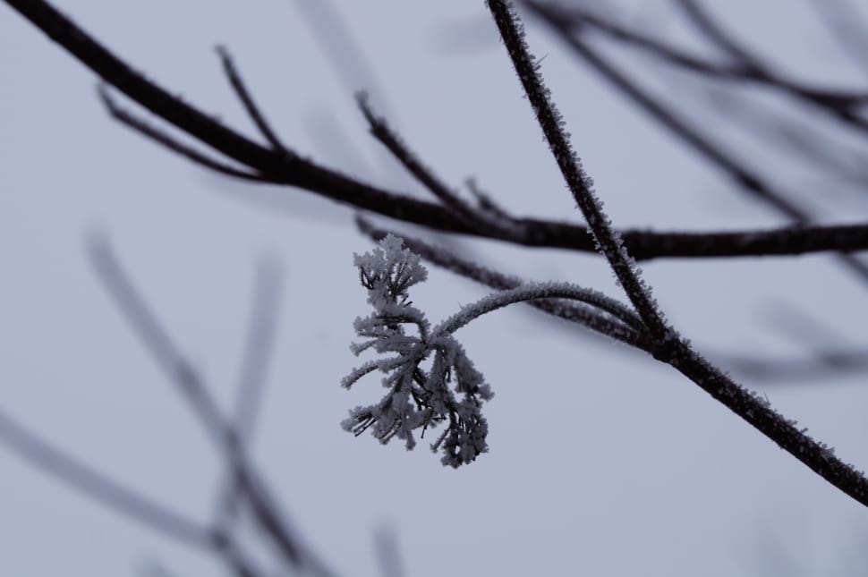 snow covered tree branch preview