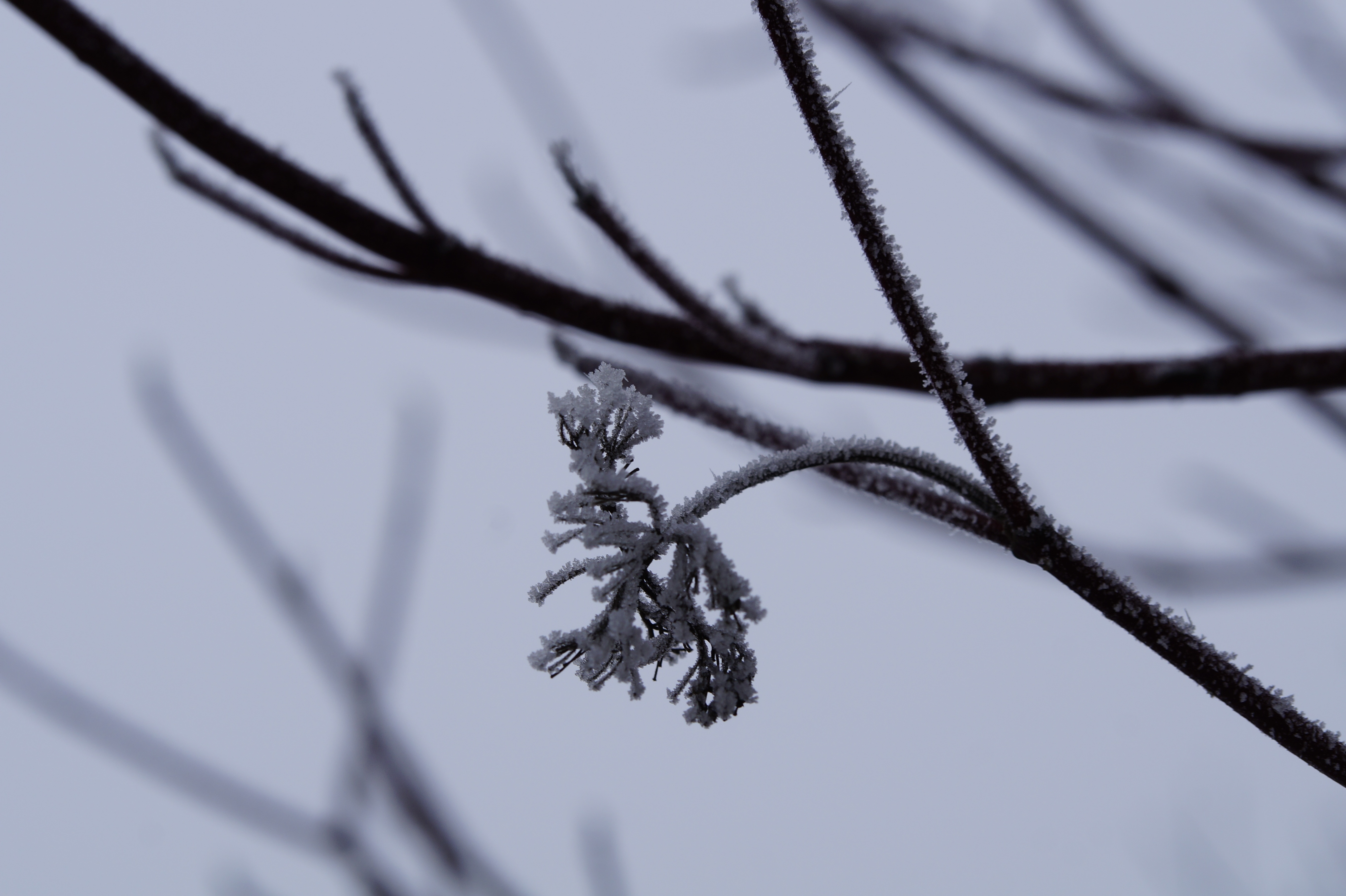 snow covered tree branch
