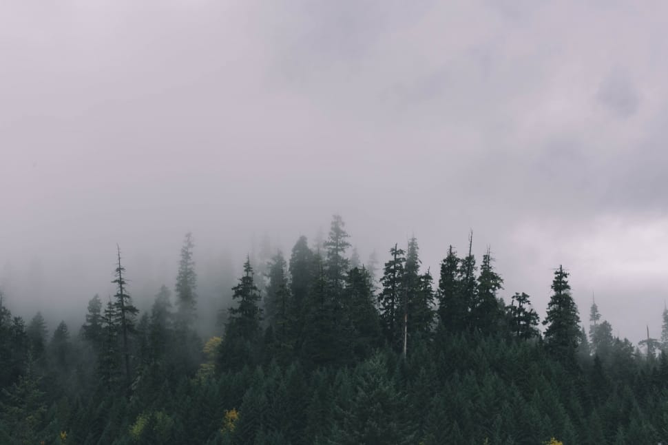 pine trees during cloudy season preview