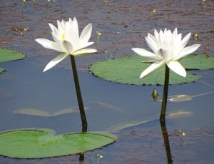 white lotus flowers thumbnail