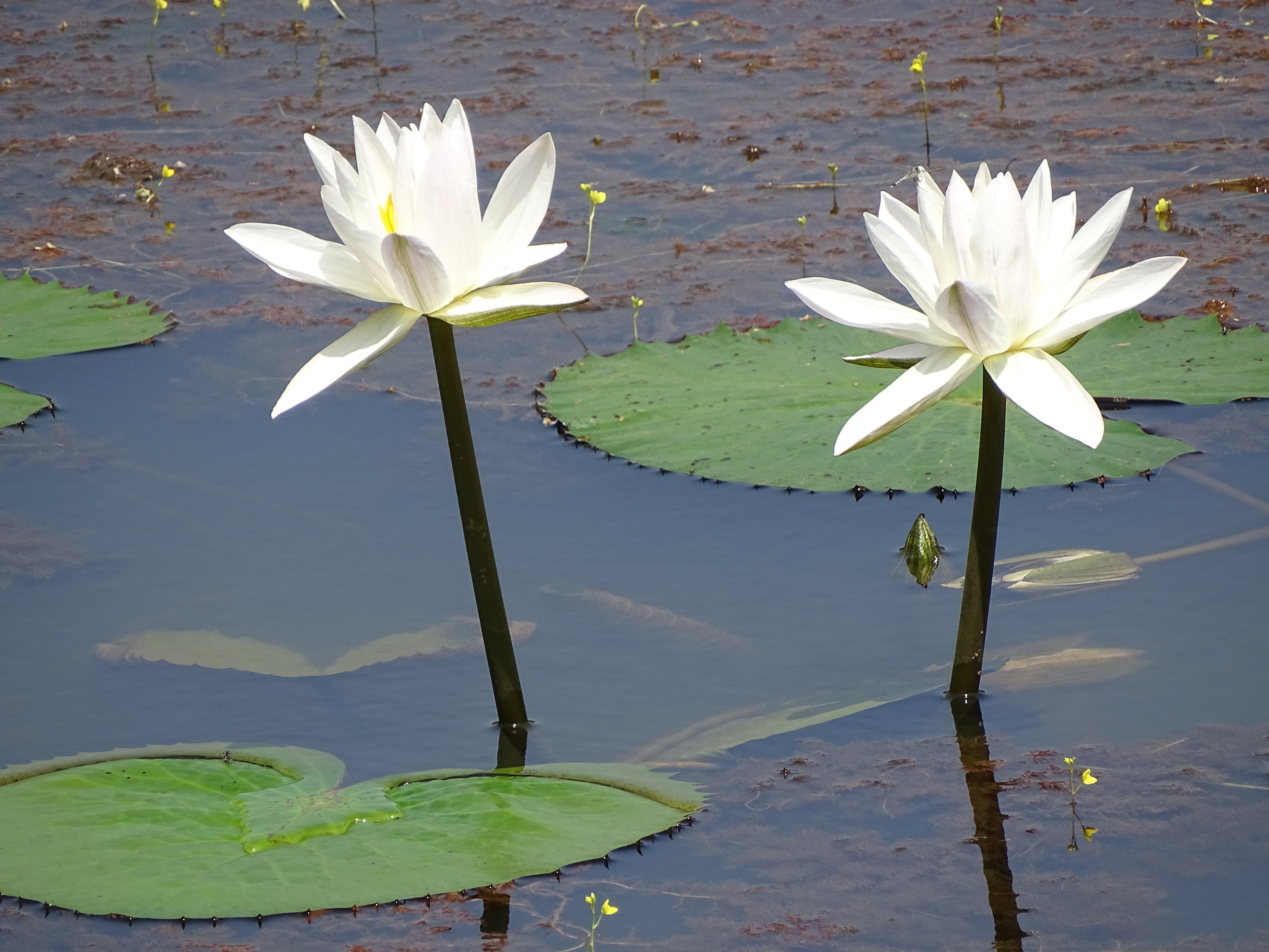 white lotus flowers