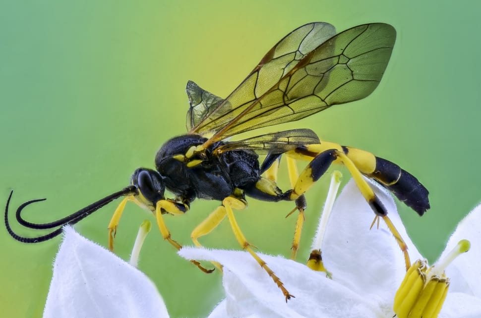 black and yellow wasp preview