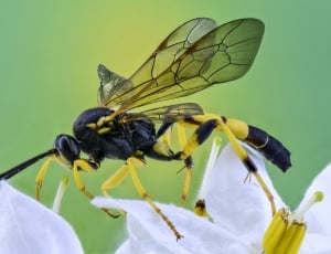 black and yellow wasp thumbnail
