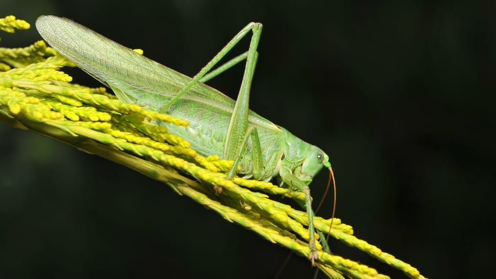 green grasshopper preview