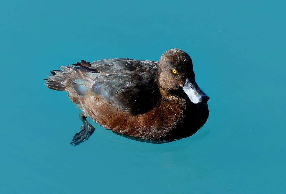Scaup on blue water. preview