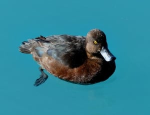 Scaup on blue water. thumbnail