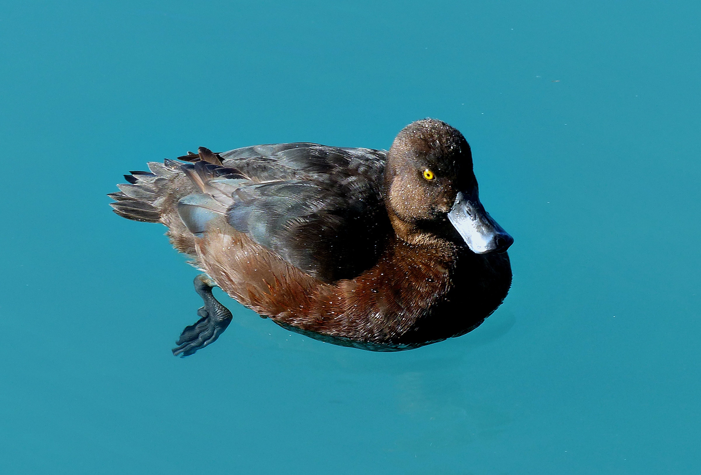 Scaup on blue water.