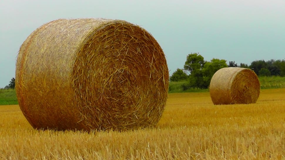 Harvest, Food, Straw, Straw Bales, bale, field preview