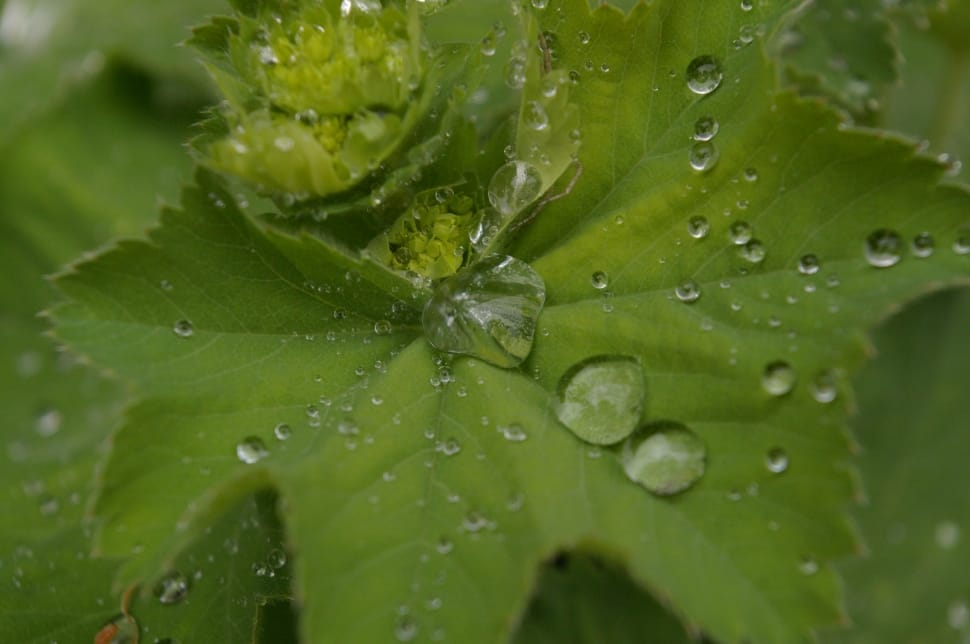 macro shot photography of water dews on green leaf during daytime preview