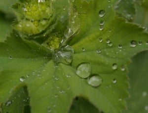 macro shot photography of water dews on green leaf during daytime thumbnail
