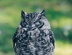 shallow focus photography of black and gray owl thumbnail