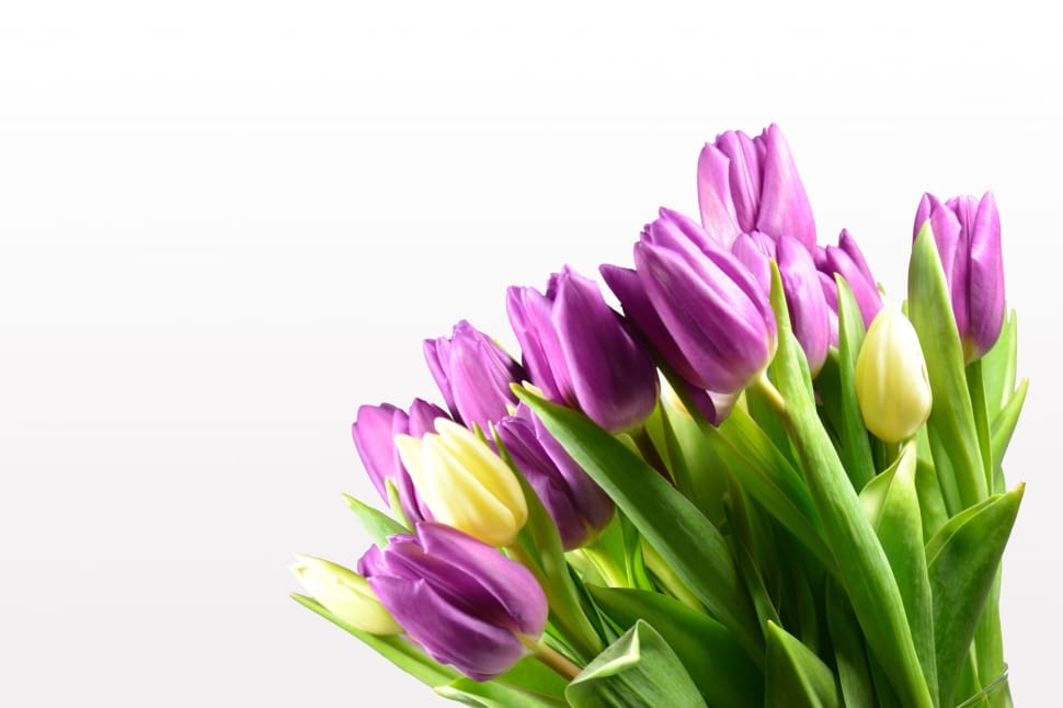 Bloom, Flowers, Tulip Bouquet, Tulips, flower, purple preview
