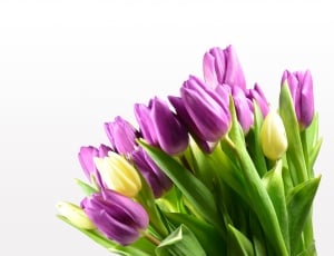 Bloom, Flowers, Tulip Bouquet, Tulips, flower, purple thumbnail
