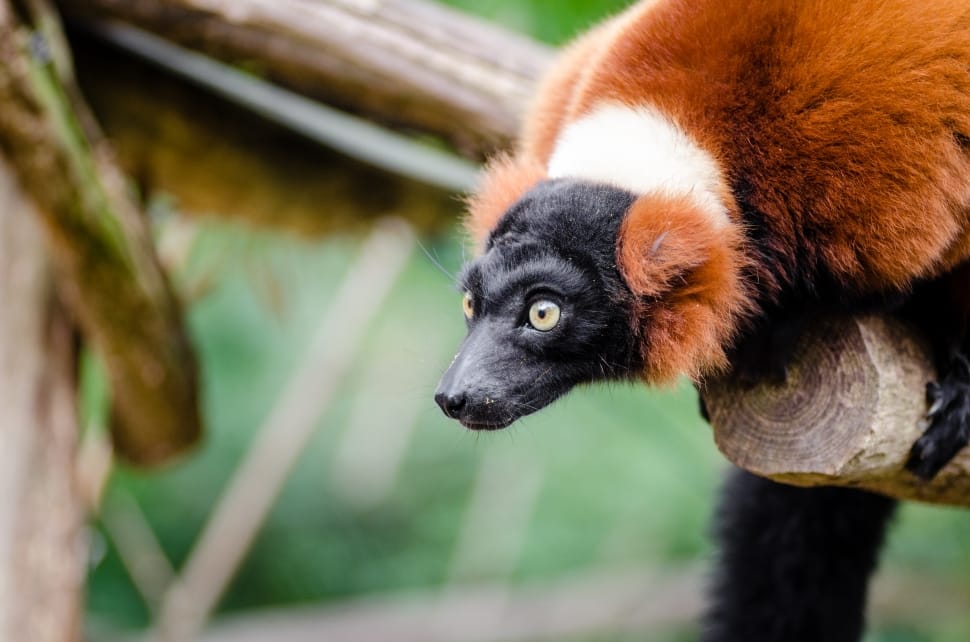 Red Ruffed Lemur preview