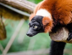 Red Ruffed Lemur thumbnail