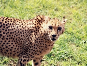 cheetah standing on green grass during daytime thumbnail