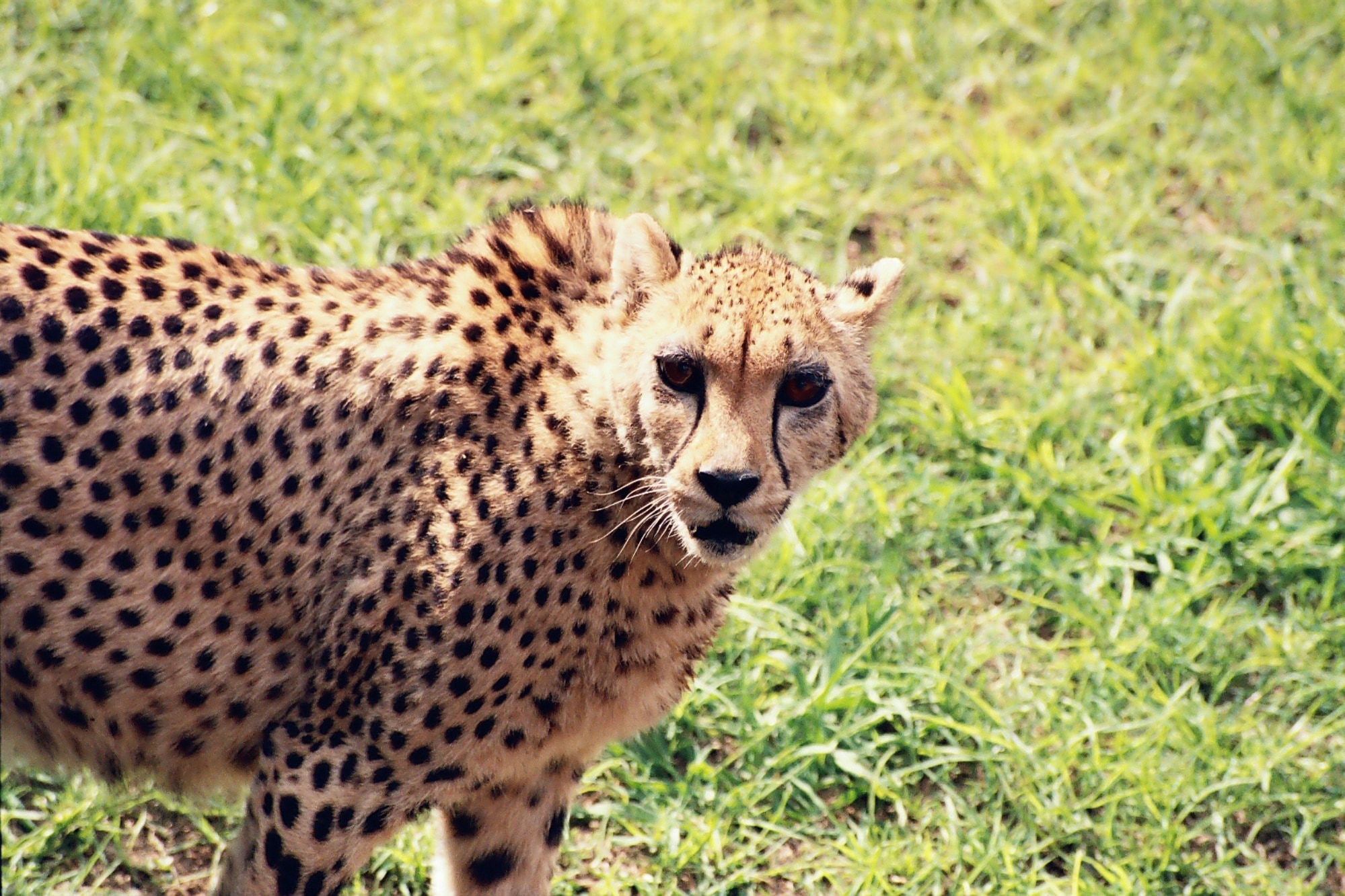 cheetah standing on green grass during daytime
