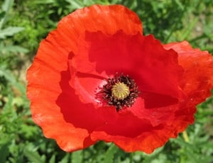 Poppy, Flower, Red, flower, red thumbnail
