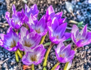 purple 7 petals flowe thumbnail