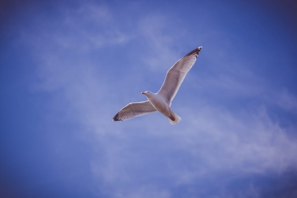 ring billed gull preview